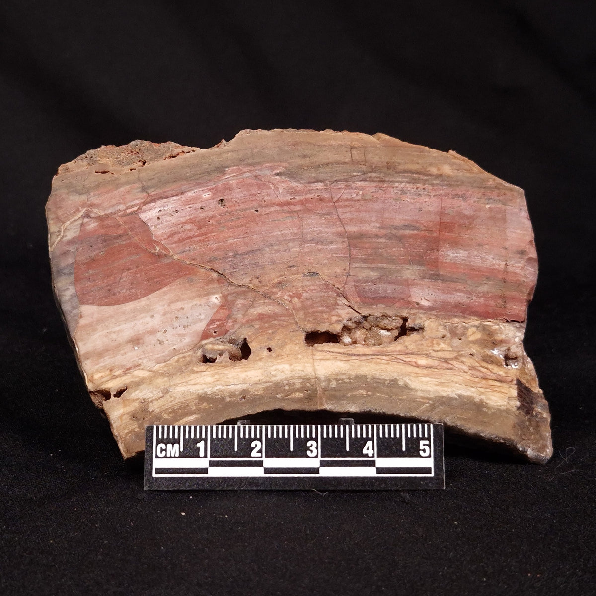 CONOPHYTON BASALTICUM STROMATOLITE, Australia ZCB051