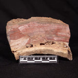 CONOPHYTON BASALTICUM STROMATOLITE, Australia ZCB051