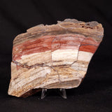 CONOPHYTON BASALTICUM STROMATOLITE, Australia ZCB052