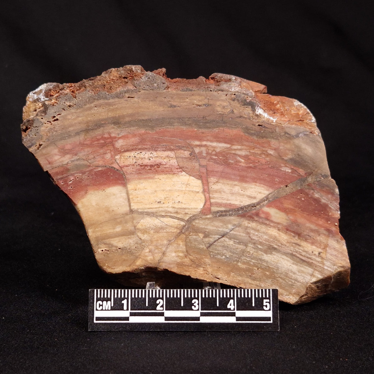 CONOPHYTON BASALTICUM STROMATOLITE, Australia ZCB052