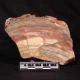 CONOPHYTON BASALTICUM STROMATOLITE, Australia ZCB052