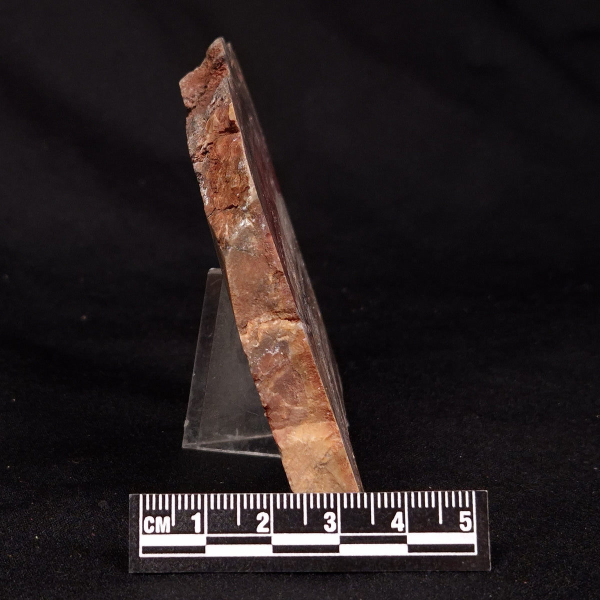 CONOPHYTON BASALTICUM STROMATOLITE, Australia ZCB052