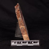 CONOPHYTON BASALTICUM STROMATOLITE, Australia ZCB052