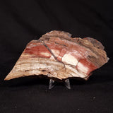 CONOPHYTON BASALTICUM STROMATOLITE, Australia ZCB053