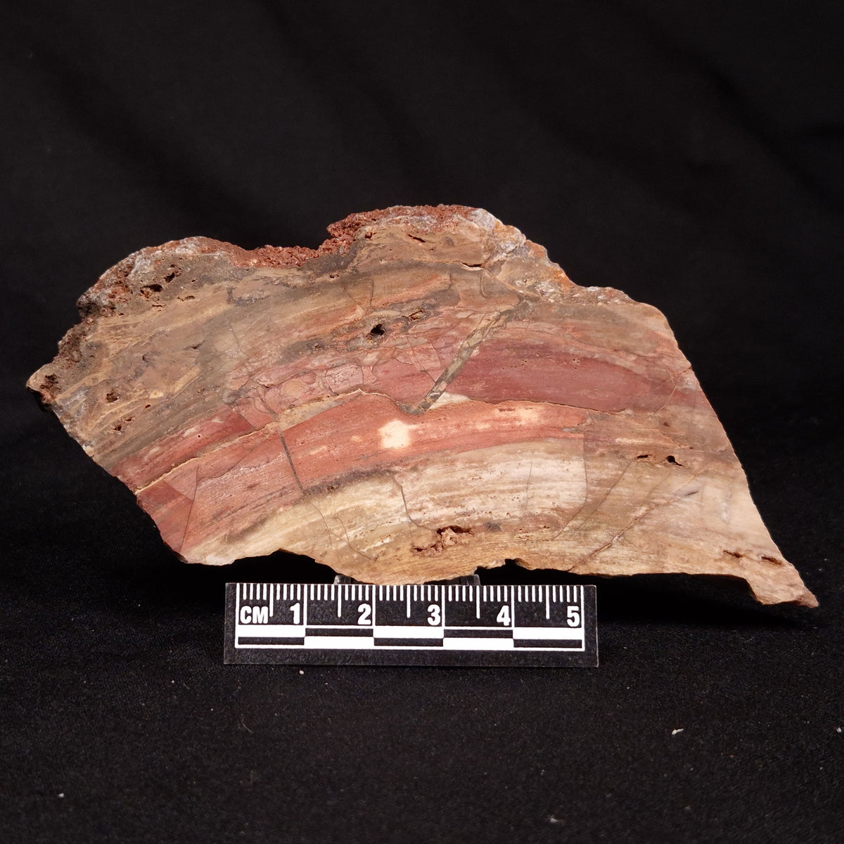 CONOPHYTON BASALTICUM STROMATOLITE, Australia ZCB053