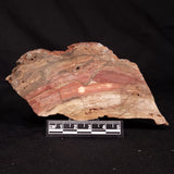 CONOPHYTON BASALTICUM STROMATOLITE, Australia ZCB053