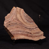 CONOPHYTON BASALTICUM STROMATOLITE, Australia ZCB054