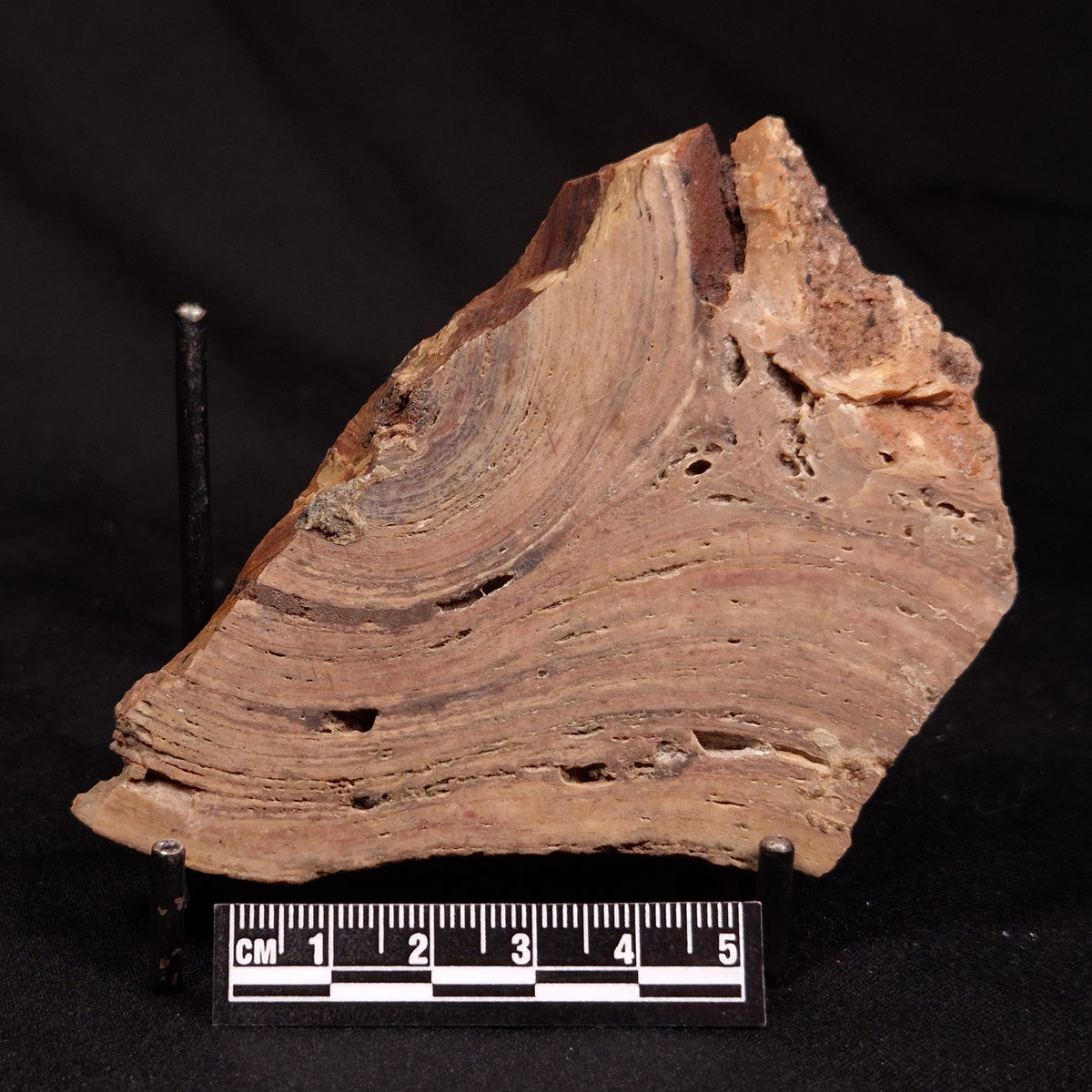 CONOPHYTON BASALTICUM STROMATOLITE, Australia ZCB054