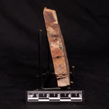 CONOPHYTON BASALTICUM STROMATOLITE, Australia ZCB054