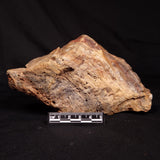 CONOPHYTON BASALTICUM STROMATOLITE, Australia ZCB055