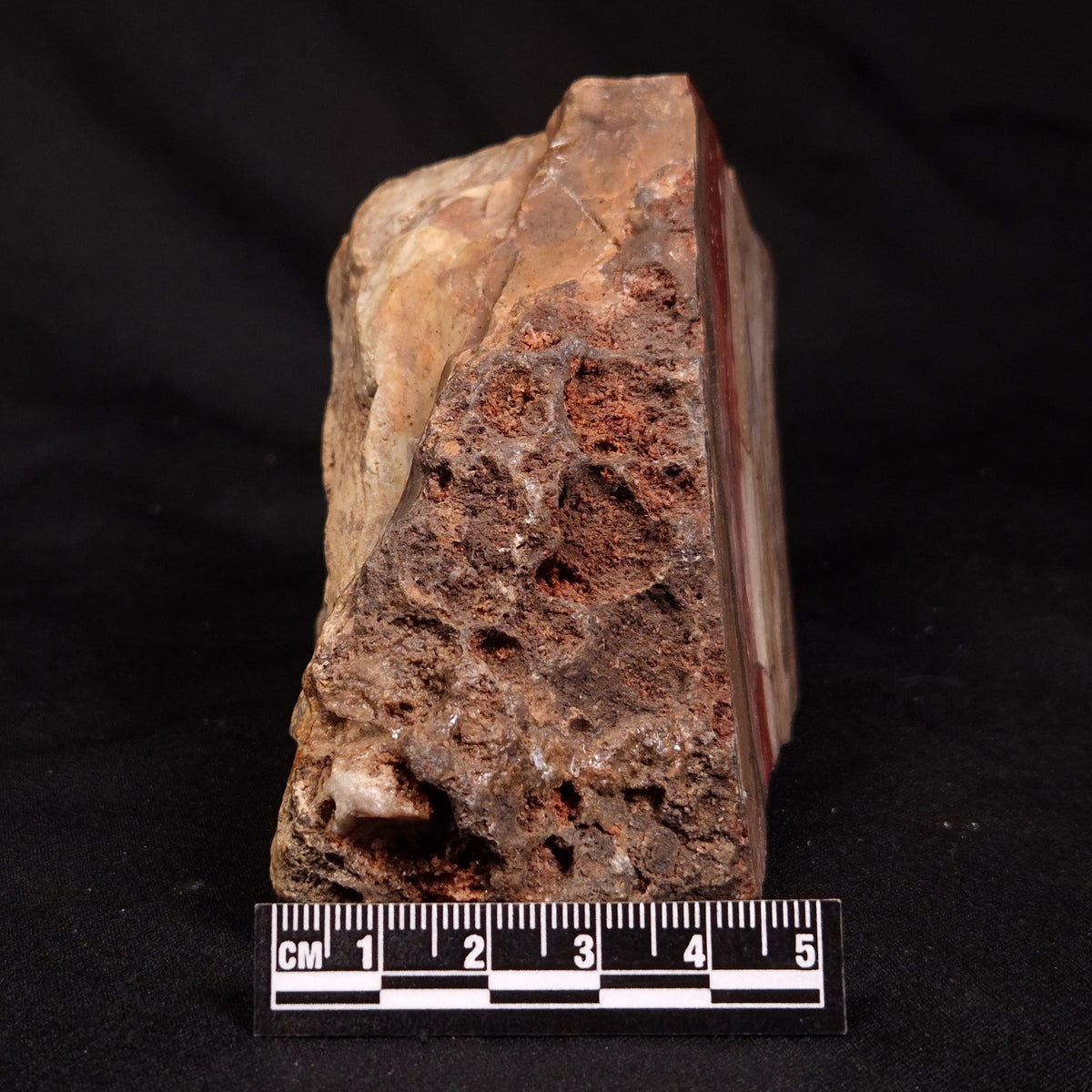 CONOPHYTON BASALTICUM STROMATOLITE, Australia ZCB055