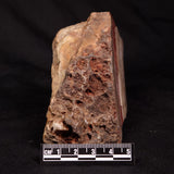 CONOPHYTON BASALTICUM STROMATOLITE, Australia ZCB055