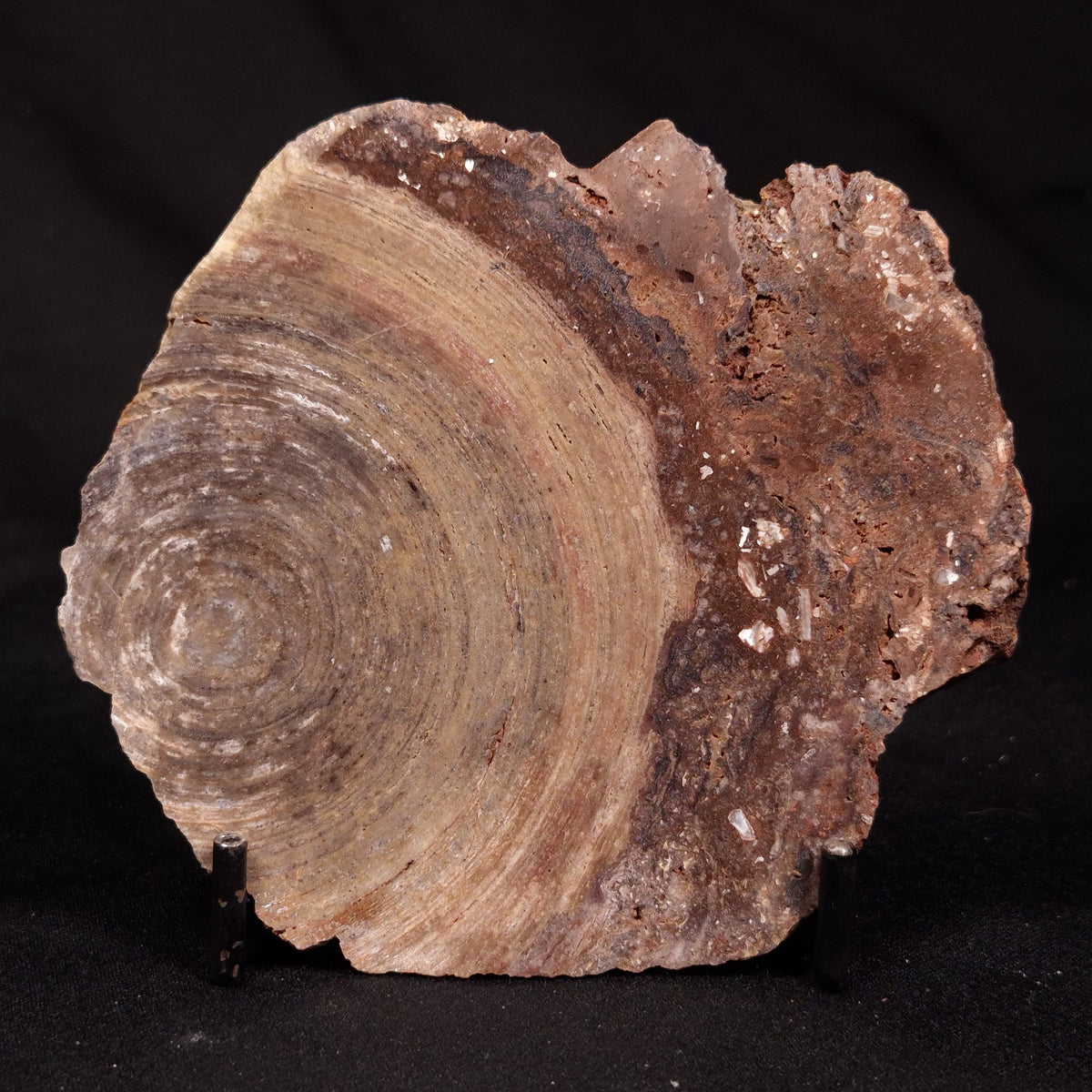 CONOPHYTON BASALTICUM STROMATOLITE, Australia ZCB056
