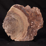 CONOPHYTON BASALTICUM STROMATOLITE, Australia ZCB056