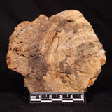 CONOPHYTON BASALTICUM STROMATOLITE, Australia ZCB056