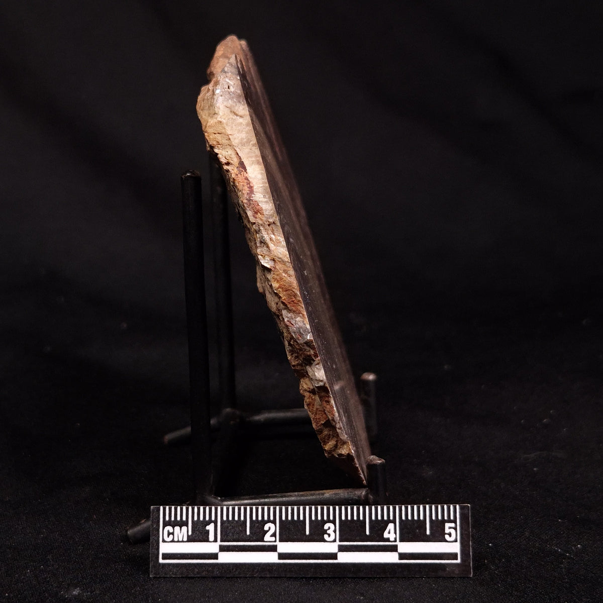 CONOPHYTON BASALTICUM STROMATOLITE, Australia ZCB056