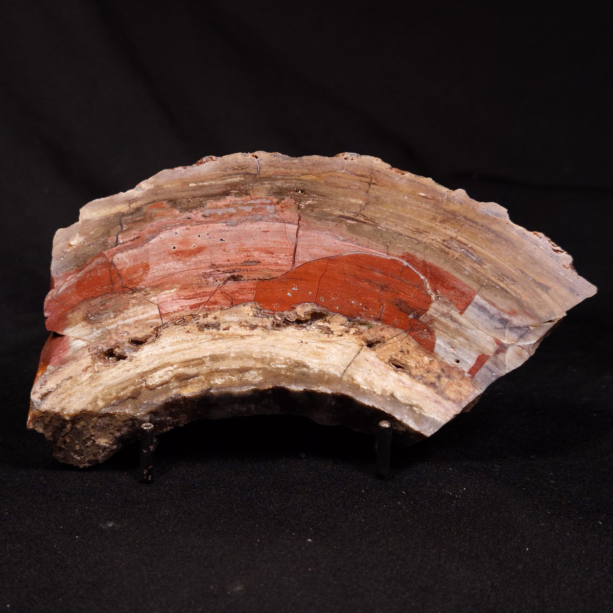 CONOPHYTON BASALTICUM STROMATOLITE, Australia ZCB057