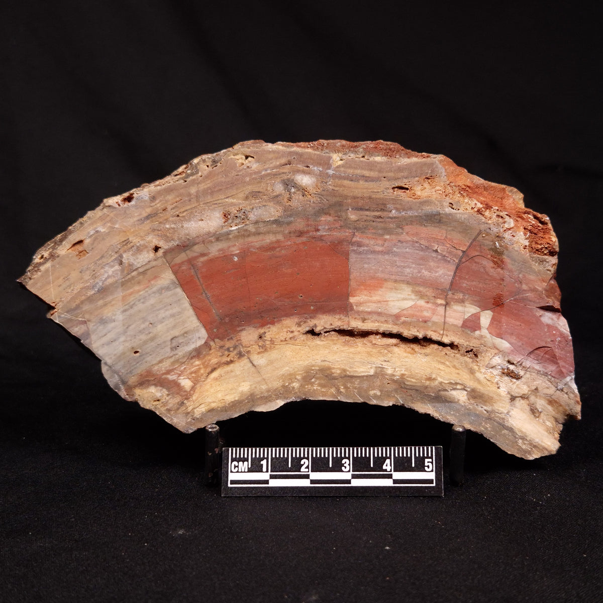 CONOPHYTON BASALTICUM STROMATOLITE, Australia ZCB057