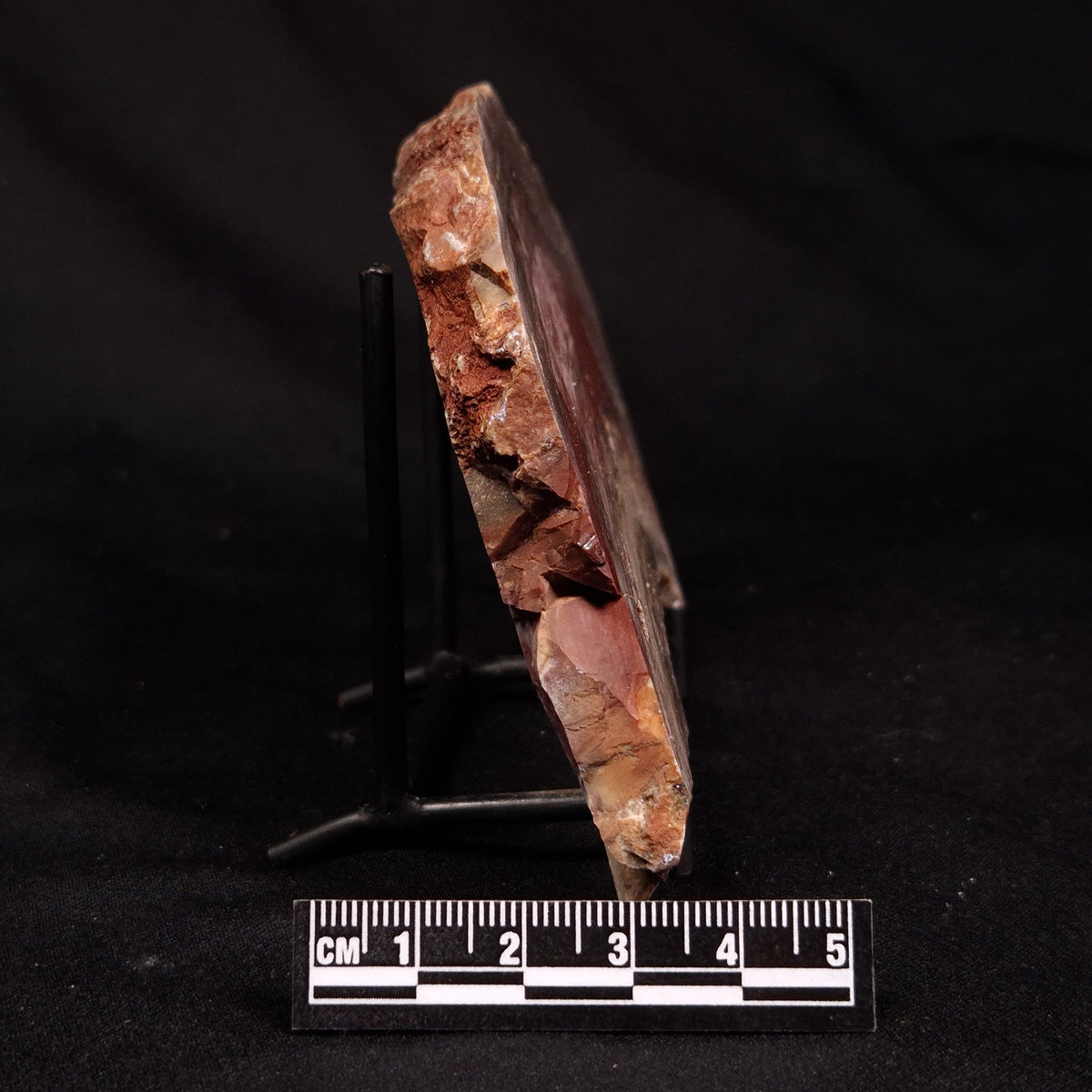 CONOPHYTON BASALTICUM STROMATOLITE, Australia ZCB057