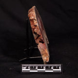CONOPHYTON BASALTICUM STROMATOLITE, Australia ZCB057
