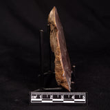 CONOPHYTON BASALTICUM STROMATOLITE, Australia ZCB058
