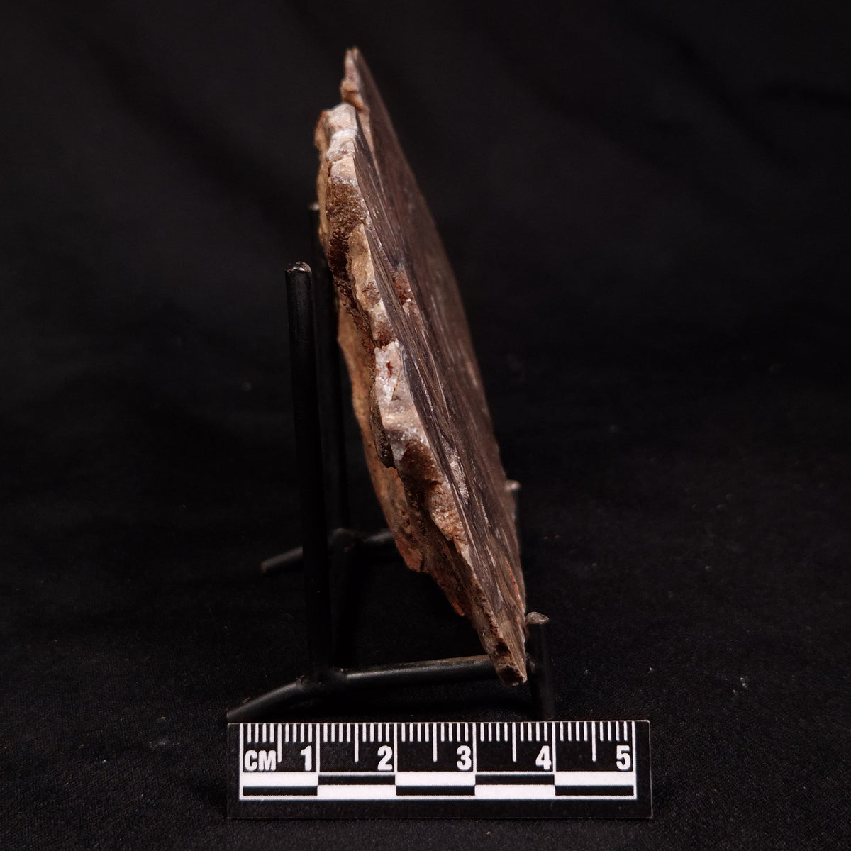 CONOPHYTON BASALTICUM STROMATOLITE, Australia ZCB059