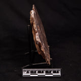CONOPHYTON BASALTICUM STROMATOLITE, Australia ZCB059
