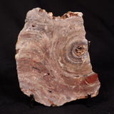 CONOPHYTON BASALTICUM STROMATOLITE, Australia ZCB060