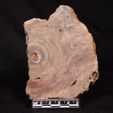 CONOPHYTON BASALTICUM STROMATOLITE, Australia ZCB060