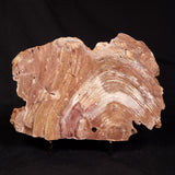 CONOPHYTON BASALTICUM STROMATOLITE, Australia ZCB061