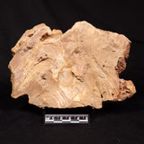 CONOPHYTON BASALTICUM STROMATOLITE, Australia ZCB061