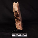 CONOPHYTON BASALTICUM STROMATOLITE, Australia ZCB061