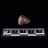 BOXHOLE METEORITE, Australia XBM004