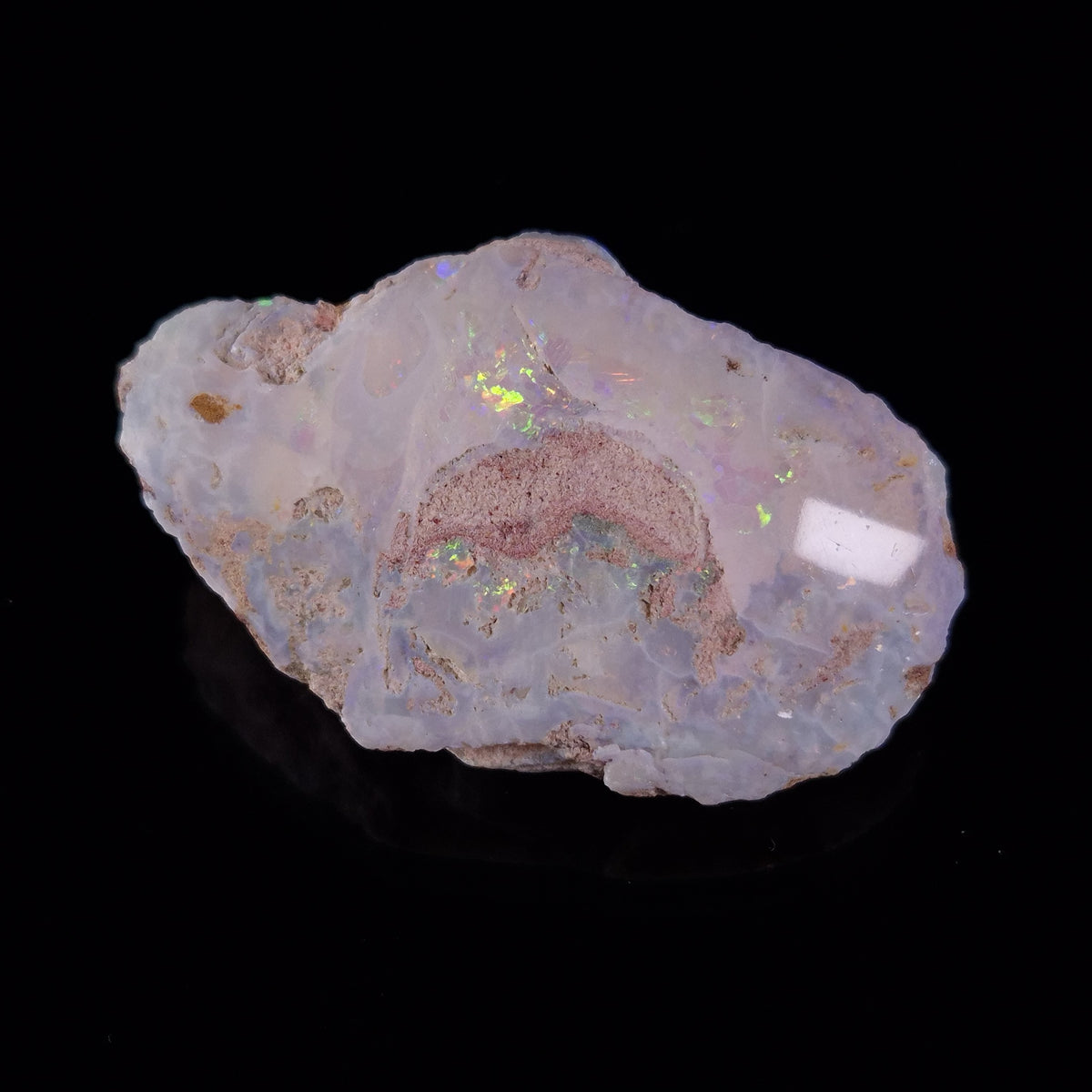 OPAL SHELL EYRENA sp. Cretaceous, Australia YOS016