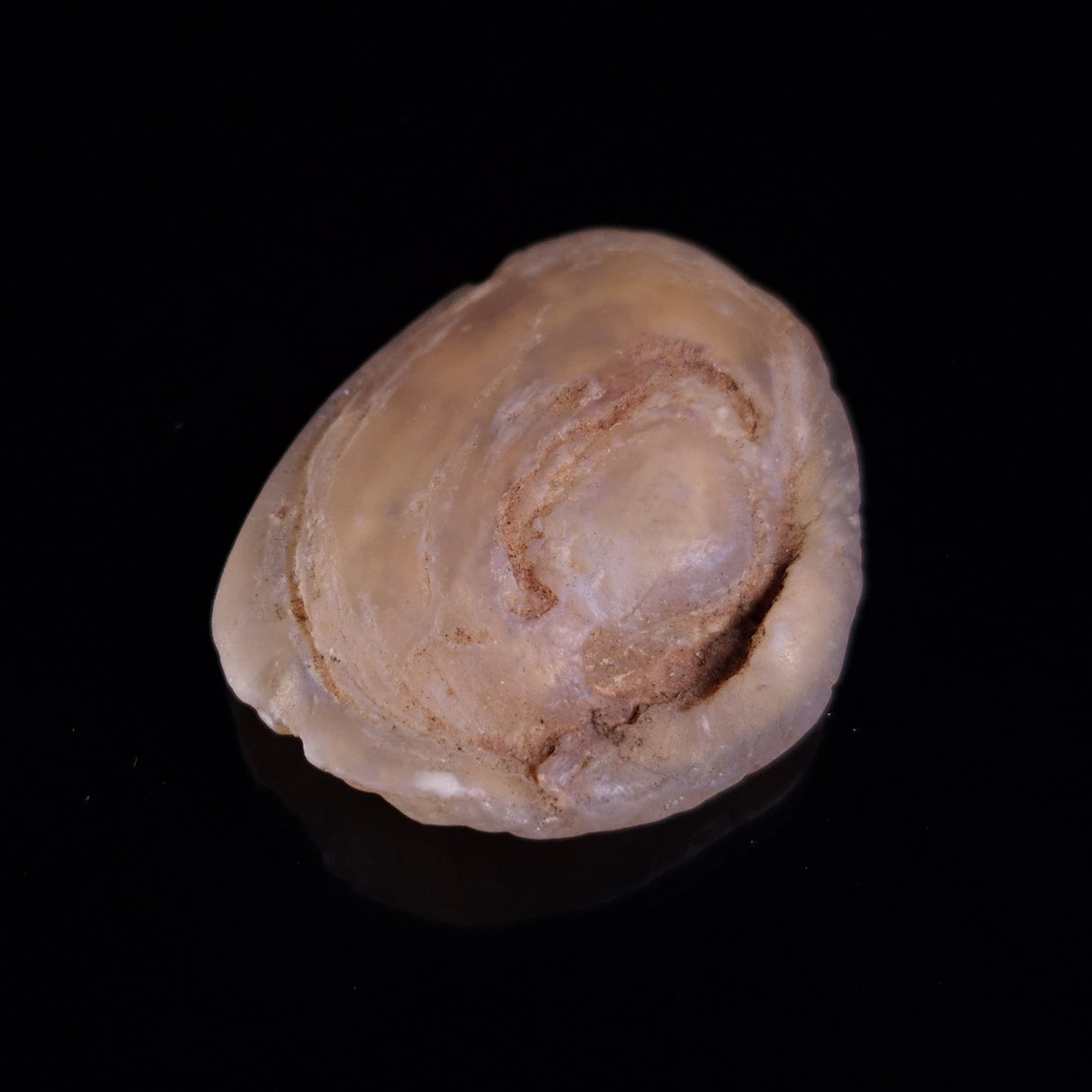 OPAL SHELL CYRENOPSIS sp. Cretaceous, Australia YOS017