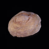 OPAL SHELL CYRENOPSIS sp. Cretaceous, Australia YOS017