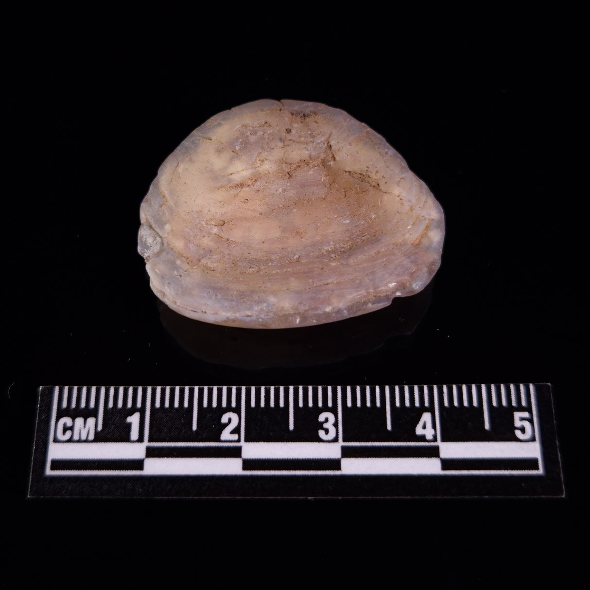 OPAL SHELL CYRENOPSIS sp. Cretaceous, Australia YOS017