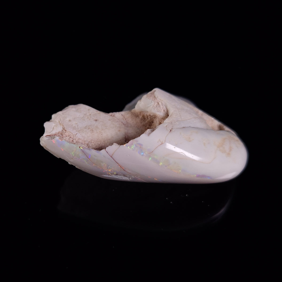 OPAL SHELL EYRENA sp. Cretaceous, Australia YOS018