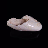 OPAL SHELL EYRENA sp. Cretaceous, Australia YOS018