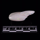 OPAL SHELL EYRENA sp. Cretaceous, Australia YOS018