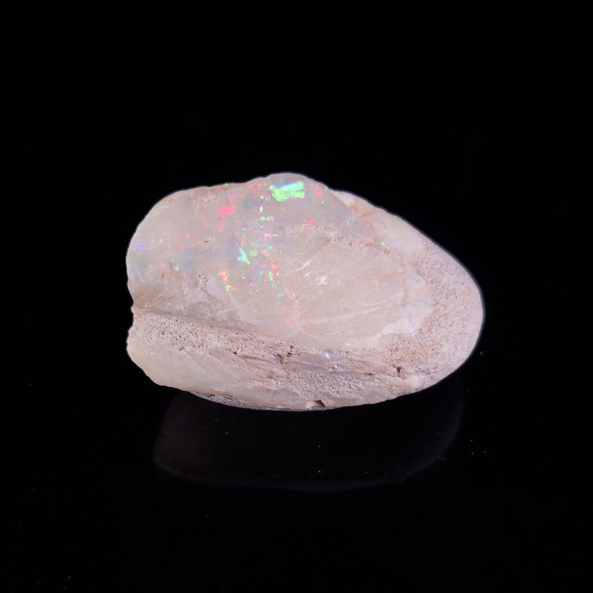 OPAL SHELL EYRENA sp. Cretaceous, Australia YOS019