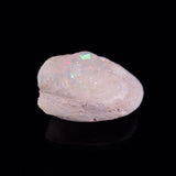 OPAL SHELL EYRENA sp. Cretaceous, Australia YOS019