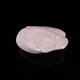 OPAL SHELL EYRENA sp. Cretaceous, Australia YOS019