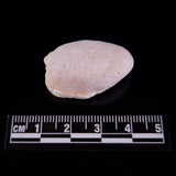 OPAL SHELL EYRENA sp. Cretaceous, Australia YOS019