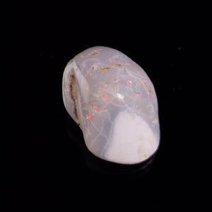 View All Marine Fossils