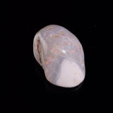 OPAL SHELL CYRENOPSIS sp. Cretaceous, Australia YOS020