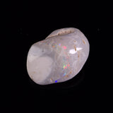 OPAL SHELL CYRENOPSIS sp. Cretaceous, Australia YOS020