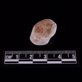 OPAL SHELL CYRENOPSIS sp. Cretaceous, Australia YOS020