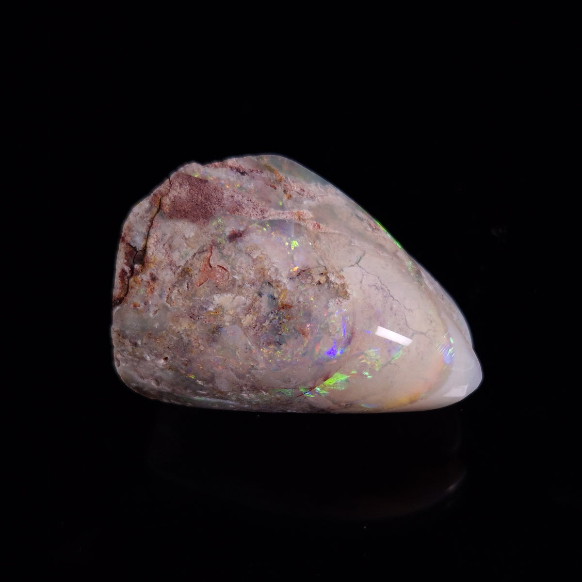 OPAL SHELL EYRENA sp. Cretaceous, Australia YOS021