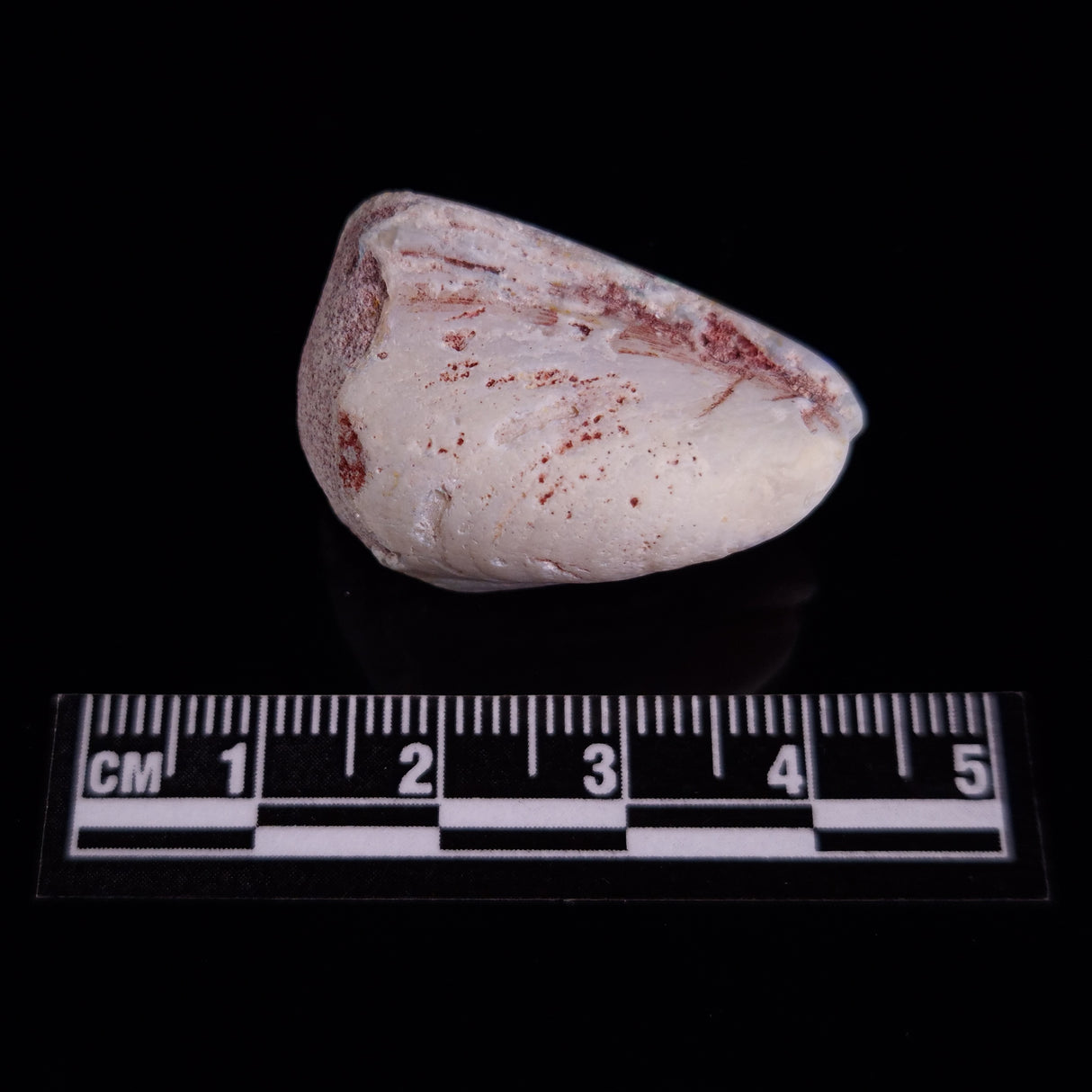 OPAL SHELL EYRENA sp. Cretaceous, Australia YOS021
